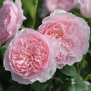 Роза Английская Wisley 2008 30-40см, (конт.5л) - SAD.UA#$#Троянда Англійська Wisley 2008 30-40см, (конт.5л) - SAD.UA