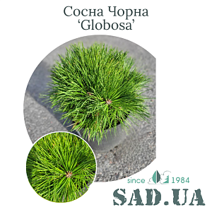 Сосна Чорна Globosa 15-20см, (конт.3л)