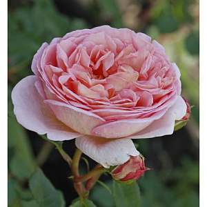 Троянда штамб Англійська 1,0-1,2м (штамб 80см, Ø50см  ), контейнер 12 л