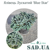 Можжевельник Чешуйчатый Blue Star 15-20 см, (конт. 3л) - SAD.UA#$#Ялівець Лускатий Blue Star 15-20 см, (конт. 3л) - SAD.UA