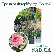 Троянда Флорібунда Bonica 82, 50-60см, контейнер 4 л - SAD.UA#$#Троянда Флорібунда Bonica 82, 50-60см, контейнер 4 л - SAD.UA