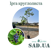 Ірга круглолиста 2.5-3.0м, обхват стовбура 6-8 см (контейнер 45л) - SAD.UA#$#Ірга круглолиста 2.5-3.0м, обхват стовбура 6-8 см (контейнер 45л) - SAD.UA