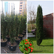 Тис Ягідний Fastigiata 1,4-1,6м, конт. 25л - SAD.UA#$#Тис Ягідний Fastigiata 1,4-1,6м, конт. 25л - SAD.UA