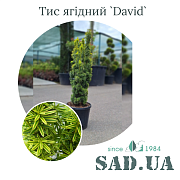 Тис Ягодный David 70-80 см, (конт.15 л) - SAD.UA#$#Тис Ягідний David 70-80см, (конт.15л) - SAD.UA