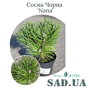 Сосна Чёрная Nana 20-30см, (конт.3л) - SAD.UA#$#Сосна Чорна Nana 20-30см, (конт.3л) - SAD.UA