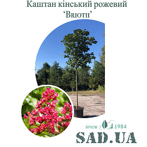Каштан Кінський Рожевий "Briotii" 3,0-3,2 (обхв.ст. 12-14 см),контейнер сумка - SAD.UA