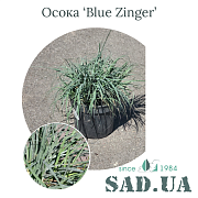 Осока Blue Zinger (конт.3л) - SAD.UA#$#Осока Blue Zinger (конт.3л) - SAD.UA