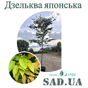 Дзельква японська Mst 4.0-4.5, (конт. 600л) - SAD.UA#$#Дзельква японська Mst 4.0-4.5, (конт. 600л) - SAD.UA