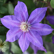 Клематис Luther Burbank 80-100см, (контейнер 3 л), - SAD.UA#$#Клематис Luther Burbank 80-100см, (контейнер 3 л), - SAD.UA