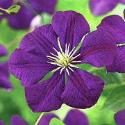 Клематис Виноградолистий Etoile Violette 80-100см, (контейнер 3 л) - SAD.UA#$#Клематис Виноградолистий Etoile Violette 80-100см, (контейнер 3 л) - SAD.UA