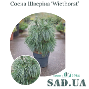 Сосна Шверина Wiethorst 40-60см, (конт.10л) - SAD.UA#$#Сосна Шверіна Wiethorst 40-60см, (конт.10л) - SAD.UA