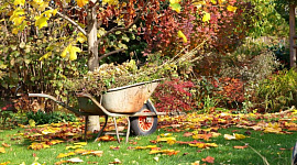 Осінь: час посадки листяних дерев