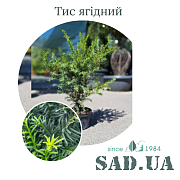 Тис Ягодный 30-40 см, (конт. 5 л) - SAD.UA#$#Тис Ягідний 30-40см, (конт.5л) - SAD.UA