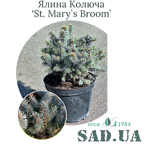 Ялина Колюча St Mary`s Broom 30-40 см, (конт. 12л)