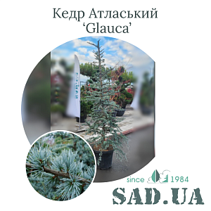 Кедр Атласький Glauca 1,5-1,75м, конт.45л