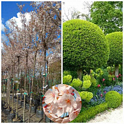Сакура Підшерстна Autumnalis Rosea 3,0-4,0м, обхв.ст. 14-16 см, (контейнер 45л) - SAD.UA#$#Сакура Підшерстна Autumnalis Rosea 3,0-4,0м, обхв.ст. 14-16 см, (контейнер 45л) - SAD.UA