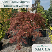 Клен Пальмолистный Dissectum Garnet 1.5-1,7м,( штамб 70-90см, ⌀ крони 1.8-2,0м),(конт.180л) - SAD.UA#$#Клен Пальмолистий Dissectum Garnet 1.5-1,7м,( штамб 70-90см, ⌀ крони 1.8-2,0м),(конт.180л) - SAD.UA