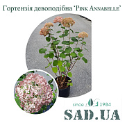 Гортензія Деревовидна Pink Annabelle 40-50см, (контейнер 20л) - SAD.UA#$#Гортензія Деревовидна Pink Annabelle 40-50см, (контейнер 20л) - SAD.UA