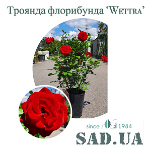 Роза Флорибунда Wettra 40-60см C7 - SAD.UA