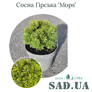 Сосна Горная Mops 15-20 см, (конт.3 л) - SAD.UA#$#Сосна Гірська Mops 15-20см, (конт.3л) - SAD.UA