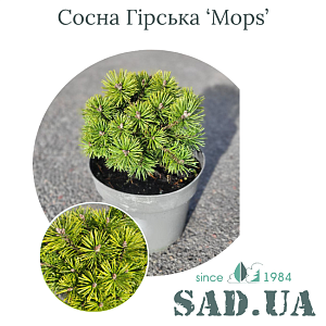 Сосна Гірська Mops 15-20см, (конт.3л)