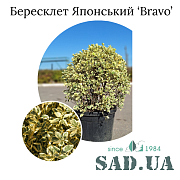 Бересклет Японский Bravo 60-70см, (ф.шар), конт.45л - SAD.UA#$#Бересклет Японский Bravo 60-70см, (ф.куля), конт.45л - SAD.UA