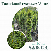 Тис Ягідний Fastigiata Aurea 1,8-2,0 м (контейнер 60л) - SAD.UA#$#Тис Ягідний Fastigiata Aurea 1,8-2,0 м (контейнер 60л) - SAD.UA