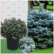 Ялина Блакитна Glauca Globosa Nana,1.2-1.5м, (контейнер 70 л) - SAD.UA#$#Ялина Блакитна Glauca Globosa Nana,1.2-1.5м, (контейнер 70 л) - SAD.UA