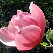 Магнолія Rose Marie 80-100см, (конт.20л) - SAD.UA#$#Магнолія Rose Marie 80-100см, (конт.20л) - SAD.UA