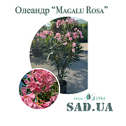 Олеандр Обыкнонный Magalu Rosa 60-80см, конт.15л. - SAD.UA#$#Олеандр Звичайний Magalu Rosa 60-80см, конт.15л. - SAD.UA