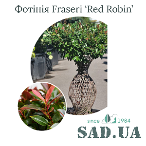 Фотінія Fraseri Red Robin 100-120см, (ф.амфора), конт.60л