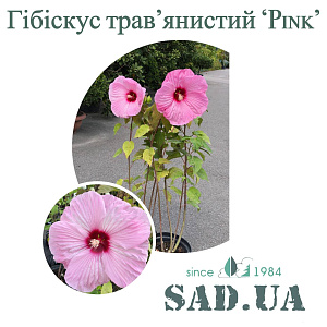 Гибискус Травянистый Pink, выс.50-60см, конт.3-5л - SAD.UA