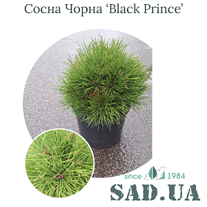Сосна Чорна Black Prince 20-30см, (конт.5л)