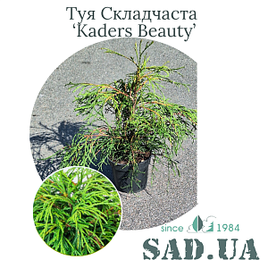 Туя Складчата Kagers Beauty 30-40 см, (конт. 3л)