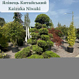 Ялівець Китайський Kaizuka 2.2-2.4м (ф.Niwaki), конт.180л - 0 - SAD.UA