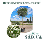 Вишня Куляста Umbraculifera 3,2-3,5м, (обхв.ст.20-25см, штамб 2,2), контейнер 55л - SAD.UA#$#Вишня Куляста Umbraculifera 3,2-3,5м, (обхв.ст.20-25см, штамб 2,2), контейнер 55л - SAD.UA