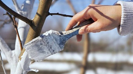 Як уберегти кору дерев від розтріскування та морозобоїн