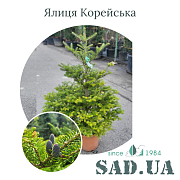 Пихта Корейская 80-100см, (конт.12л.) - SAD.UA#$#Ялиця Корейська 80-100см, (конт.12л.) - SAD.UA