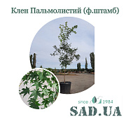 Клен Пальмолистий 2,2-2,5м, штамб. 1,2-1,5м, (конт.90л) - SAD.UA#$#Клен Пальмолистий 2,2-2,5м, штамб. 1,2-1,5м, (конт.90л) - SAD.UA