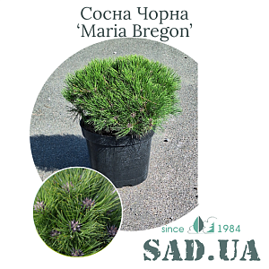 Сосна Чорна Marie Bregeon 30-40 см, (конт.12л)