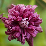 Клематис Виноградолистий Purpurea Plena Elegans 80-100см, (контейнер 3 л) - SAD.UA#$#Клематис Виноградолистий Purpurea Plena Elegans 80-100см, (контейнер 3 л) - SAD.UA