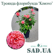 Троянда Флорібунда Kimono 40-60см C5 - SAD.UA#$#Троянда Флорібунда Kimono 40-60см C5 - SAD.UA