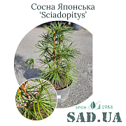 Сосна Японская Sciadopitys 30-40 см, (конт.5 л) - SAD.UA#$#Сосна Японська Sciadopitys 30-40см, (конт.5л) - SAD.UA