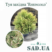 Туя Західна Rheingold 30-40см, (контейнер 12 л) - SAD.UA#$#Туя Західна Rheingold 30-40см, (контейнер 12 л) - SAD.UA
