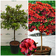 Азалія Японська Rosa King 1,2м, штамб-90 см, Ø 80-90 см, контейнер 30л - SAD.UA#$#Азалія Японська Rosa King 1,2м, штамб-90 см, Ø 80-90 см, контейнер 30л - SAD.UA