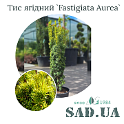 Тис Ягодный Fastigiata Aurea 60-80см, (конт.7,5л) - SAD.UA#$#Тис Ягідний Fastigiata Aurea 60-80см, (конт.7,5л) - SAD.UA