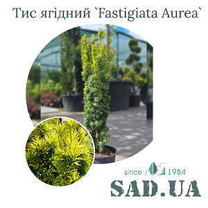 Тис Ягідний Fastigiata Aurea 60-80см, (конт.7,5л)