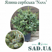 Ялина Сербска Nana 20-30см (контейнер 10л) - SAD.UA#$#Ялина Сербска Nana 20-30см (контейнер 10л) - SAD.UA