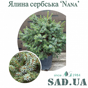 Ель Сербская Nana 20-30см (контейнер 10л) - SAD.UA