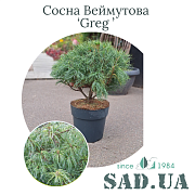 Сосна Веймутовая Greg 40-50 см, (конт. 10 л) - SAD.UA#$#Сосна Веймутова Greg 40-50см, (конт.10л) - SAD.UA
